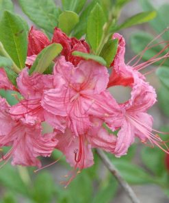 Rhododendron-Westons-Sparkler